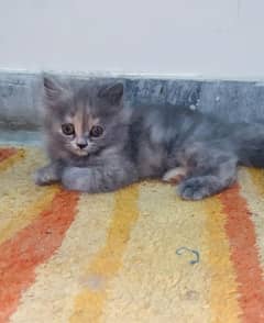 Persian punch face kittens 2 months