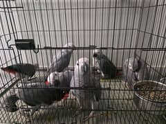 African grey parrot self