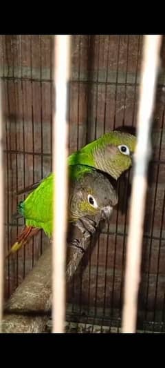 green