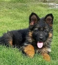LONG HAIRED GERMAN SHEPHERD PUPPIES FOR SALE WhatsApp 03234414509