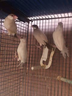 fawn java pair hy ek breedar hy ek reday to breed hy
