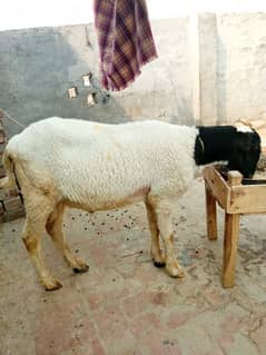 Mundra kheera For sale