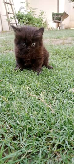 persian cat for sale in black colour