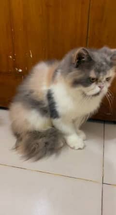 calico