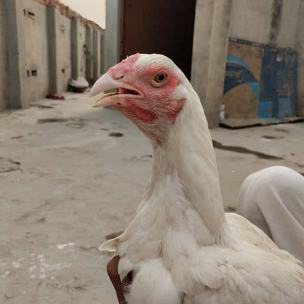 Mianwali Aseel Murga Aseel Madi | Heera Aseel Chicks  | 0327 6240784 12