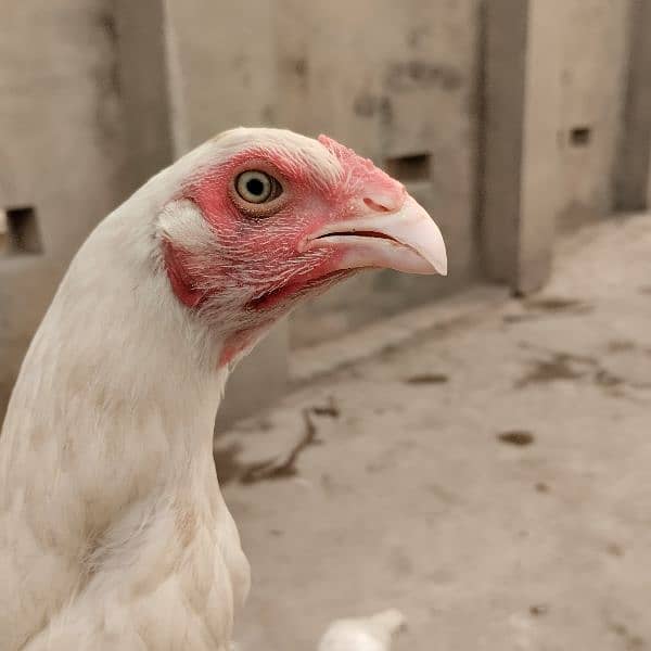 Mianwali Aseel Murga Aseel Madi | Heera Aseel Chicks  | 0327 6240784 13
