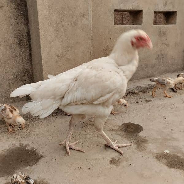 Mianwali Aseel Murga Aseel Madi | Heera Aseel Chicks  | 0327 6240784 11