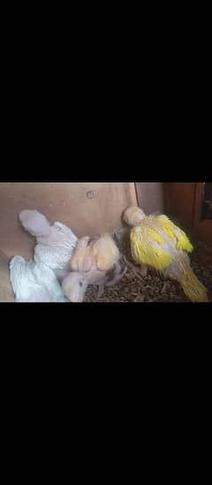 Yellow and white ring neck