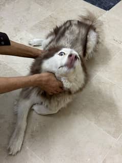 friendly dog