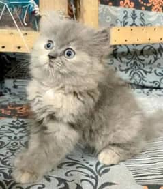 Persian