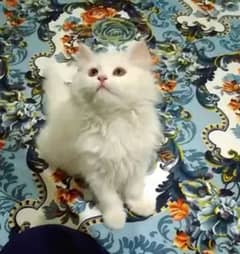 Persian