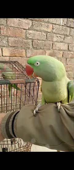 Raw parrot