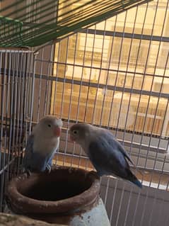 Love birds lutino and Fishery