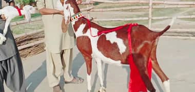 2 Bacchon Ka Sath Desi Bakri For Sale CALL "03221442364