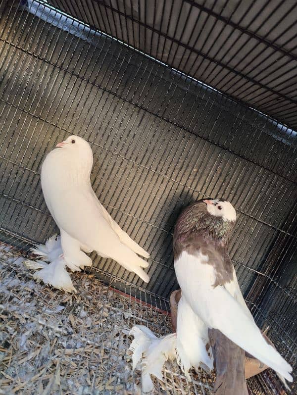 Pouter breeder pair A1 premium Quality 0