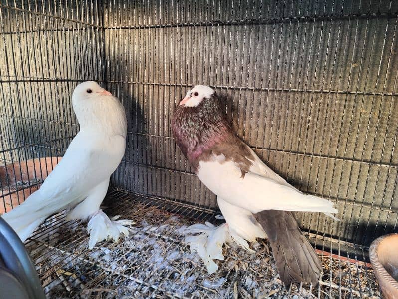 Pouter breeder pair A1 premium Quality 1