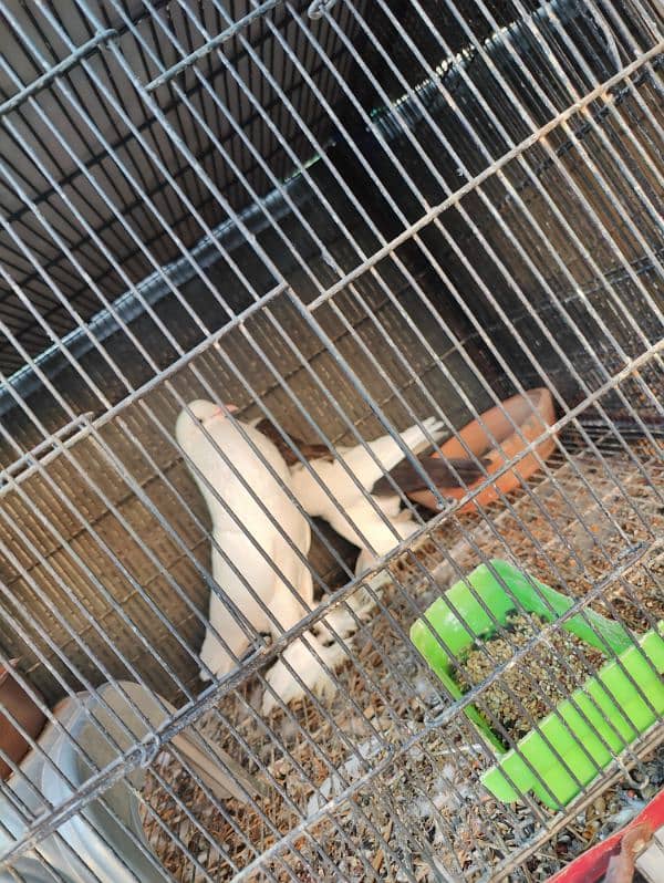 Pouter breeder pair A1 premium Quality 2
