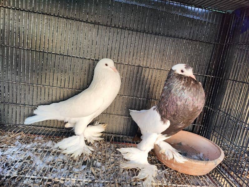 Pouter breeder pair A1 premium Quality 3