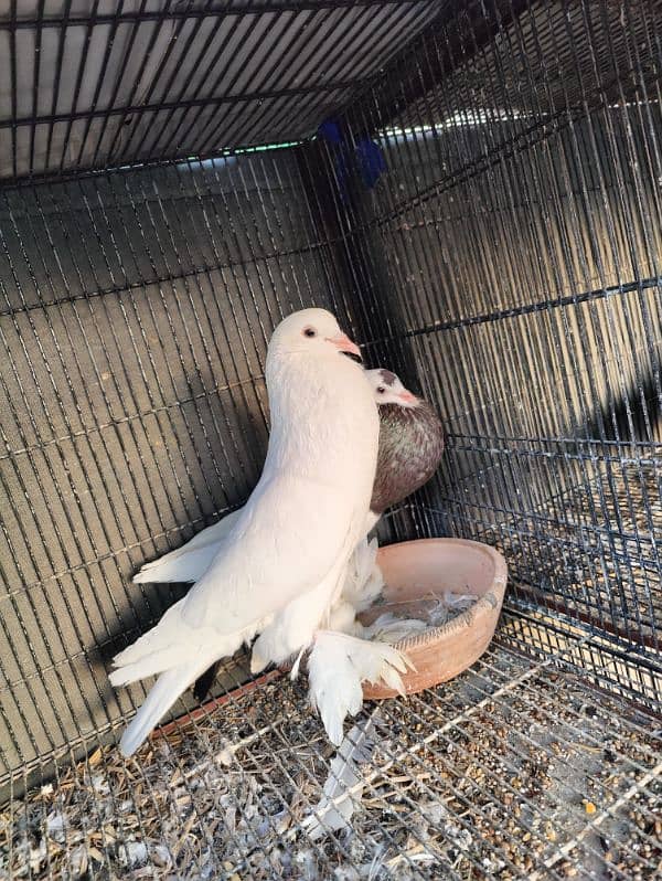 Pouter breeder pair A1 premium Quality 4