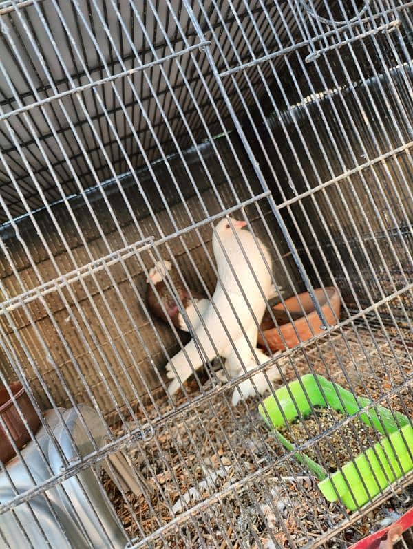 Pouter breeder pair A1 premium Quality 5