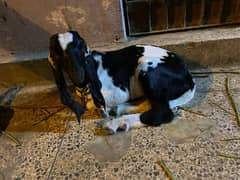 Makkah chini bakri or bacha