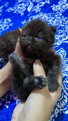Available kitten