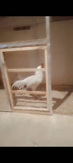 Hen