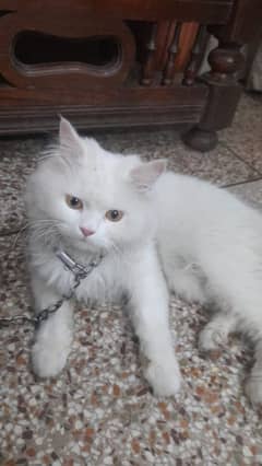Cat for sale