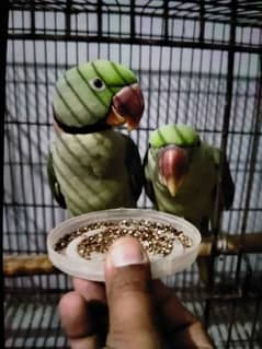 raw pair breeder