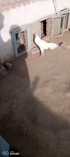 white