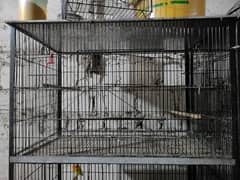 Love Birds cage 10/10 Condition