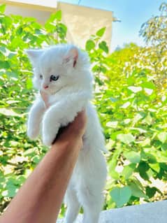 female kittens for sale