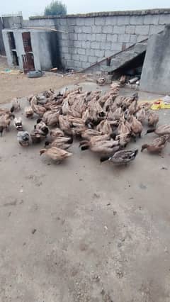 khaki campbell ducks for sale