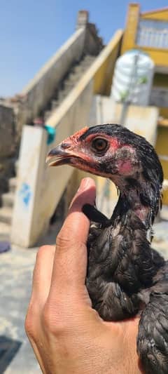 Thai 2 male 3 female