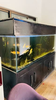 Big Size Fish Aquarium