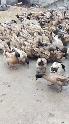 Khaki campbell ducks for sale 3500 ka jura