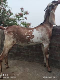 pure 2 dant khasi Bakre