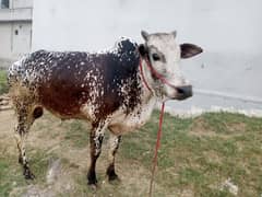 قربانی 2025 کے لیے خوبصورت وچھا