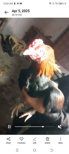 Aseel Mianwali Lakha