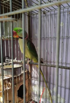 Alexandrine parrot/pahari /raw