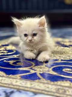 Persian