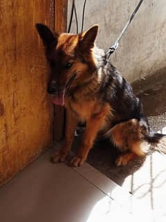 German shepherd