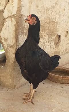 Aseel Lasani Murghi
