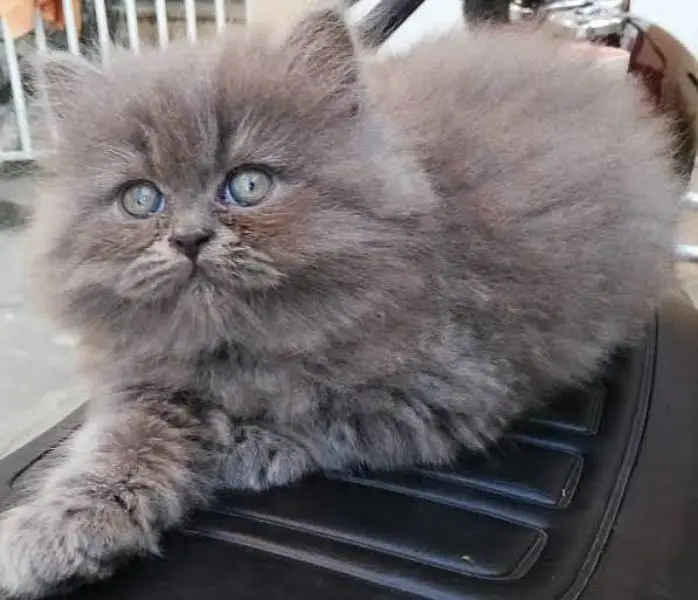 PLAYFUL CUTE PERSIAN KITTENS AVAILABLE — photo 3