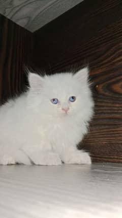 persian