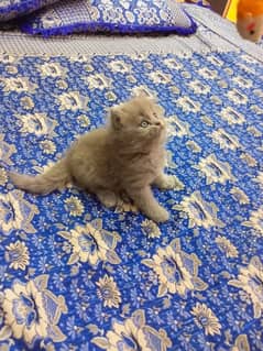 Persian