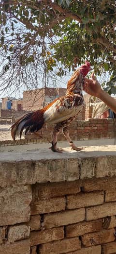 aseel dost