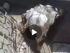 2 bakra