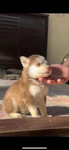 husky wooly coat puppies