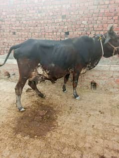 taza soi cow gaye Sath wachi